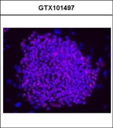 Anti-Oct4 antibody used in Immunocytochemistry/ Immunofluorescence (ICC/IF). GTX101497
