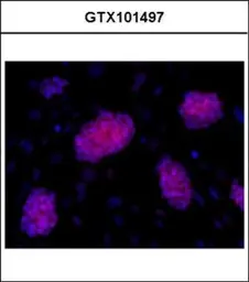 Anti-Oct4 antibody used in Immunocytochemistry/ Immunofluorescence (ICC/IF). GTX101497