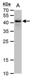 Anti-Oct4 antibody used in Western Blot (WB). GTX101497