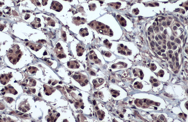 Anti-Oct4 antibody used in IHC (Paraffin sections) (IHC-P). GTX101497