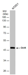 Anti-Oct4 antibody used in Western Blot (WB). GTX101497