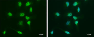 Anti-Oct4 antibody used in Immunocytochemistry/ Immunofluorescence (ICC/IF). GTX101497