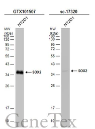 Anti-SOX2 antibody [N1C3] used in Western Blot (WB). GTX101507