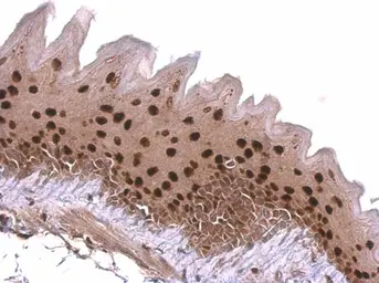 Anti-KLF4 antibody used in IHC (Paraffin sections) (IHC-P). GTX101509