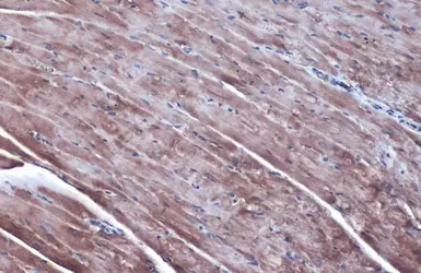 Anti-ODC antibody [N3C3] used in IHC (Paraffin sections) (IHC-P). GTX101521