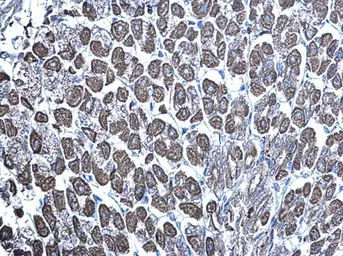 Anti-mTOR antibody [C3], C-term used in IHC (Paraffin sections) (IHC-P). GTX101557