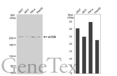 Anti-mTOR antibody [C3], C-term used in Western Blot (WB). GTX101557
