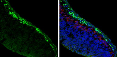 Anti-AChE antibody used in IHC (Frozen sections) (IHC-Fr). GTX101648