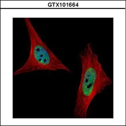 Anti-SNRPA antibody used in Immunocytochemistry/ Immunofluorescence (ICC/IF). GTX101664