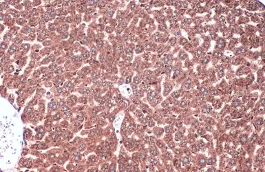 Anti-Calnexin antibody [N3C2], Internal used in IHC (Paraffin sections) (IHC-P). GTX101676