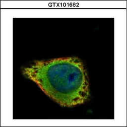 Anti-GRK2 antibody [C2C3], C-term used in Immunocytochemistry/ Immunofluorescence (ICC/IF). GTX101682