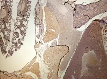 Anti-SDHA antibody used in IHC (Paraffin sections) (IHC-P). GTX101689