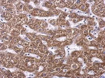 Anti-SDHA antibody used in IHC (Paraffin sections) (IHC-P). GTX101689