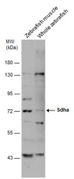 Anti-SDHA antibody used in Western Blot (WB). GTX101689