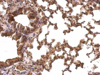 Anti-PRX I antibody [N1C2] used in IHC (Paraffin sections) (IHC-P). GTX101705