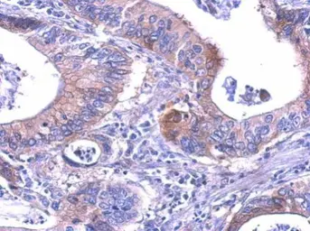 Anti-LDH-B antibody used in IHC (Paraffin sections) (IHC-P). GTX101747