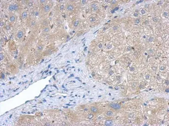 Anti-Creatine kinase (brain) antibody [N1C1] used in IHC (Paraffin sections) (IHC-P). GTX101759