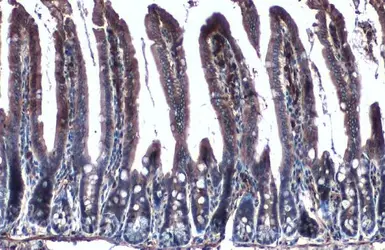 Anti-Creatine kinase (brain) antibody [N1C1] used in IHC (Paraffin sections) (IHC-P). GTX101759