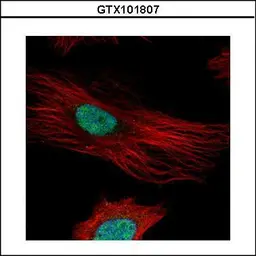 Anti-Fibrillarin antibody used in Immunocytochemistry/ Immunofluorescence (ICC/IF). GTX101807