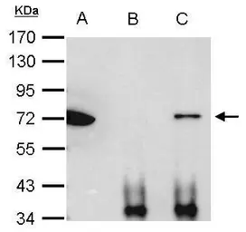 Anti-Ku70 antibody used in Immunoprecipitation (IP). GTX101820