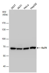 Anti-Ku70 antibody used in Western Blot (WB). GTX101820