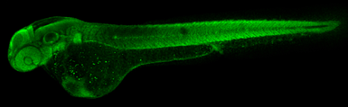 Anti-RPS15 antibody used in IHC (Whole mount) (IHC-Wm). GTX101839