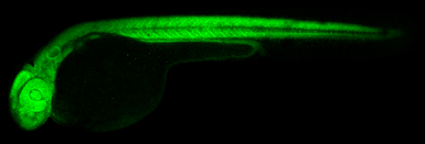 Anti-RPS15 antibody used in IHC (Whole mount) (IHC-Wm). GTX101839