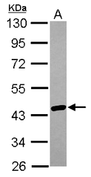 Anti-hnRNP AB antibody used in Western Blot (WB). GTX101852