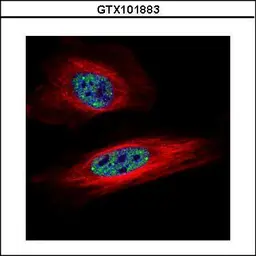 Anti-SNRPB antibody used in Immunocytochemistry/ Immunofluorescence (ICC/IF). GTX101883