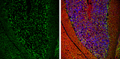 Anti-VGAT antibody [N1N2], N-term used in IHC (Frozen sections) (IHC-Fr). GTX101908