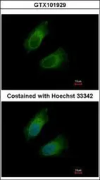 Anti-GOT2 antibody used in Immunocytochemistry/ Immunofluorescence (ICC/IF). GTX101929