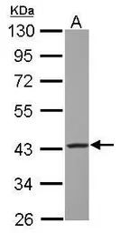 Anti-GOT2 antibody used in Western Blot (WB). GTX101929