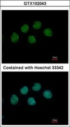 Anti-COBRA1 antibody used in Immunocytochemistry/ Immunofluorescence (ICC/IF). GTX102043