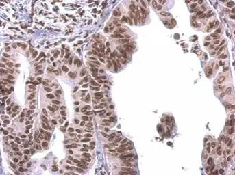 Anti-COBRA1 antibody used in IHC (Paraffin sections) (IHC-P). GTX102043