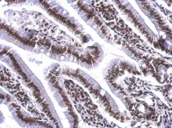 Anti-COBRA1 antibody used in IHC (Paraffin sections) (IHC-P). GTX102043