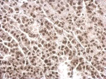 Anti-COBRA1 antibody used in IHC (Paraffin sections) (IHC-P). GTX102043