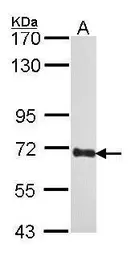 Anti-COBRA1 antibody used in Western Blot (WB). GTX102043