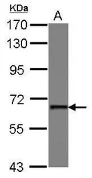Anti-PUF60 antibody used in Western Blot (WB). GTX102051