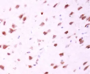 Anti-MFN2 antibody [N1N2], N-term used in IHC (Paraffin sections) (IHC-P). GTX102055