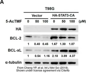 Anti-alpha Tubulin antibody used in Western Blot (WB). GTX102078