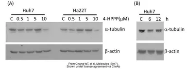 Anti-alpha Tubulin antibody used in Western Blot (WB). GTX102078