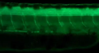 Anti-alpha Tubulin antibody used in IHC (Whole mount) (IHC-Wm). GTX102078