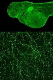 Anti-alpha Tubulin antibody used in IHC (Whole mount) (IHC-Wm). GTX102078
