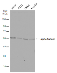 Anti-alpha Tubulin antibody used in Western Blot (WB). GTX102078