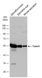 Anti-alpha Tubulin antibody used in Western Blot (WB). GTX102078