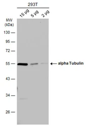 Anti-alpha Tubulin antibody used in Western Blot (WB). GTX102078