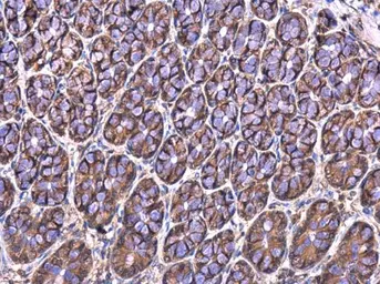 Anti-MRPL23 antibody [N1C3] used in IHC (Paraffin sections) (IHC-P). GTX102094