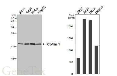 Anti-Cofilin 1 antibody used in Western Blot (WB). GTX102156