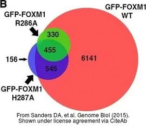 Anti-FOXM1 antibody used in ChIP assay (ChIP assay). GTX102170