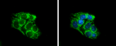 Anti-SLC25A1 antibody [N1C1] used in Immunocytochemistry/ Immunofluorescence (ICC/IF). GTX102191